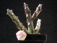 Thumbnail of 1954_Orbeanthus hardyi_20160719(1).JPG